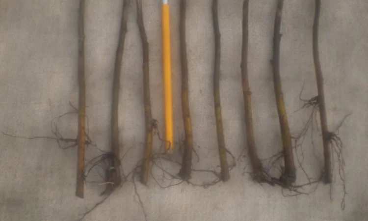 Вегетативні підщепи яблунь, груш, черешень та інших дерев - фото № 2