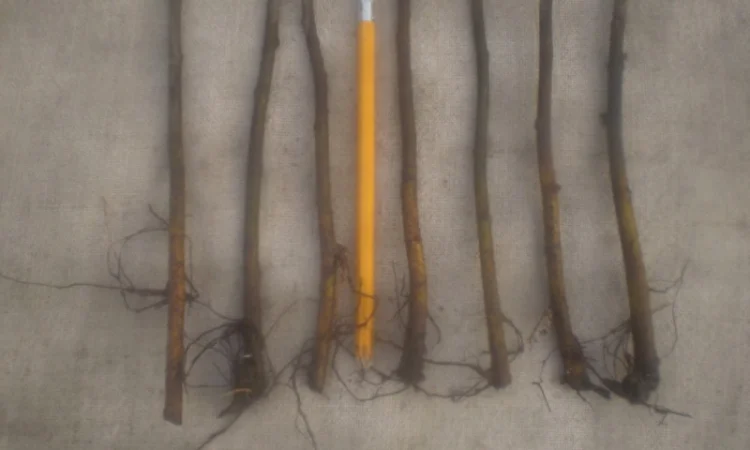 Вегетативні підщепи яблунь, груш, черешень та інших дерев - фото № 3