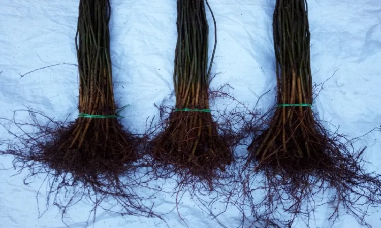 Вегетативні підщепи яблунь, груш, черешень та інших дерев - фото № 4