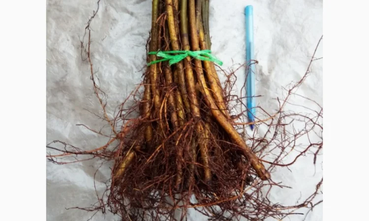 Вегетативні підщепи яблунь, груш, черешень та інших дерев - фото № 5