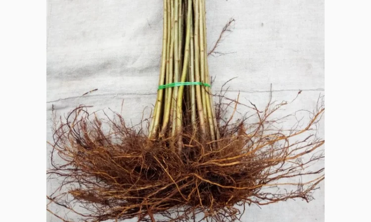 Вегетативні підщепи яблунь, груш, черешень та інших дерев - фото № 6