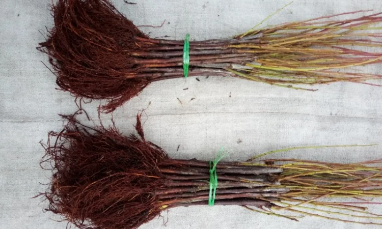 Вегетативні підщепи яблунь, груш, черешень та інших дерев - фото № 7