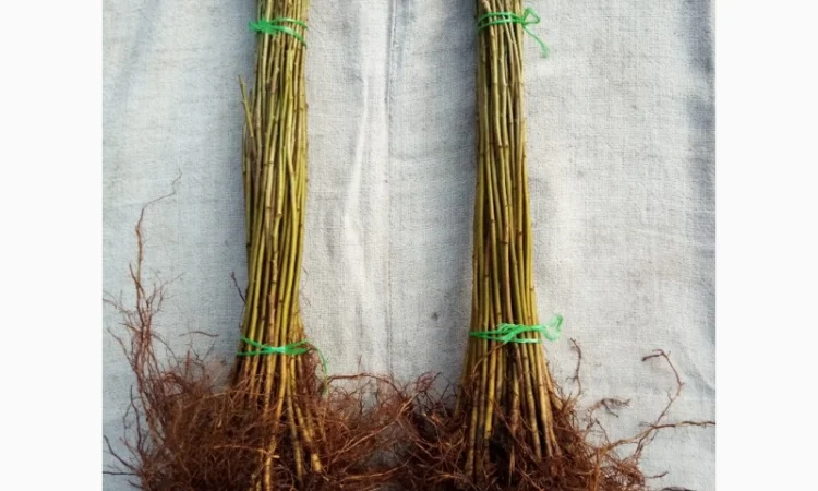 Вегетативні підщепи яблунь, груш, черешень та інших дерев - фото № 8