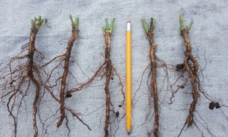 Сіянці шипшини Лакса - фото № 2