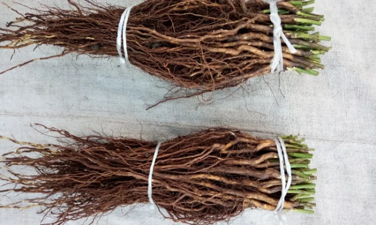 Сіянці шипшини Лакса - фото № 3