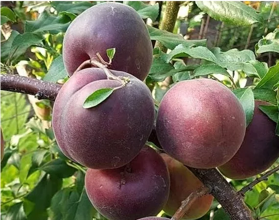 Саджанці персика та сливи на продаж - фото № 2