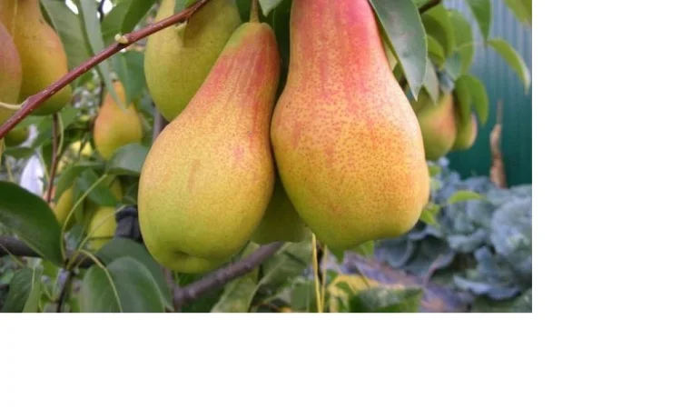 Продаются саженцы высокоурожайных сортов груш - фото № 1