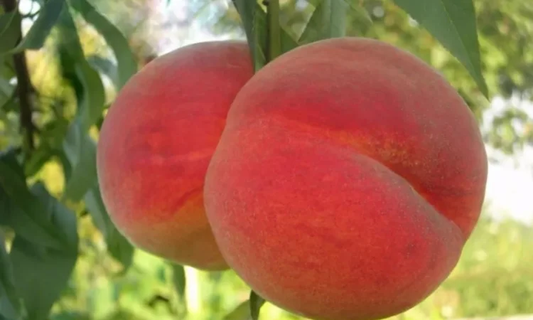 Продаются саженцы высокоурожайных сортов груш - фото № 2