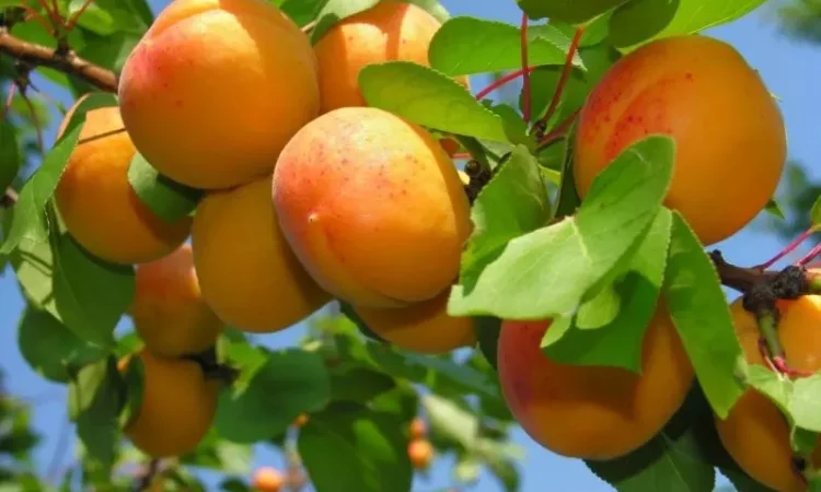 Продаются саженцы высокоурожайных сортов груш - фото № 3