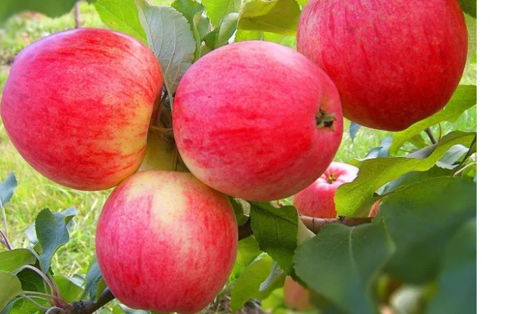 Продаются саженцы высокоурожайных сортов груш - фото № 4