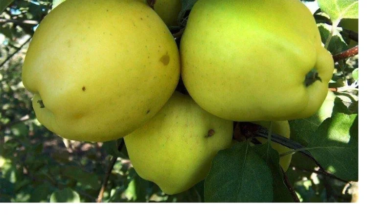 Продаются саженцы высокоурожайных сортов груш - фото № 5