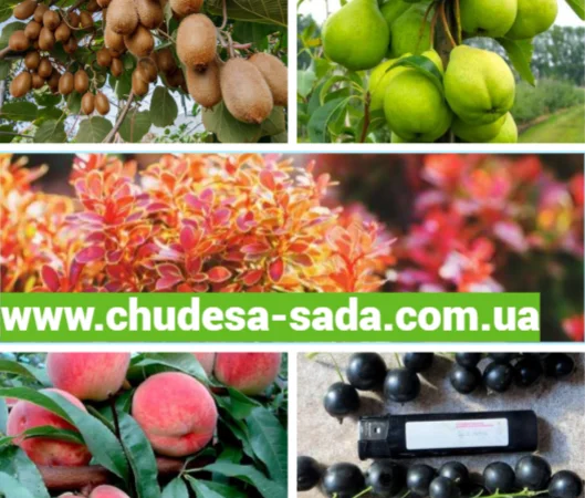 Саджанці яблунь - фото № 1