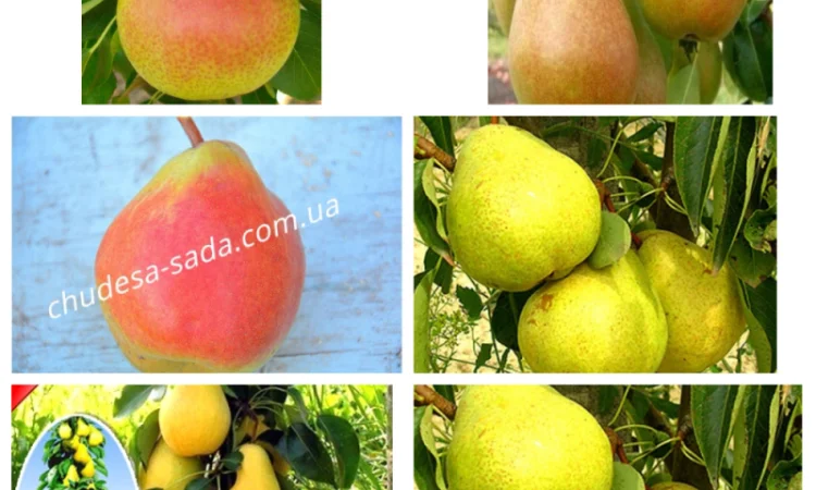Саженцы груши и айвы: широкий выбор сортов - фото № 1