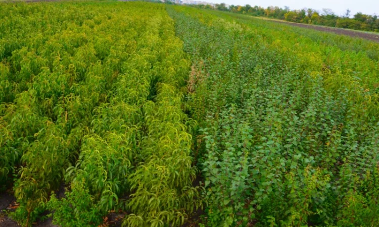 Саженцы груши и айвы: широкий выбор сортов - фото № 2