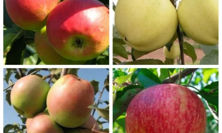 Саженцы груши и айвы: широкий выбор сортов - фото № 3