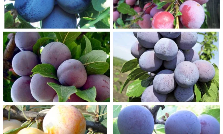 Саженцы груши и айвы: широкий выбор сортов - фото № 4