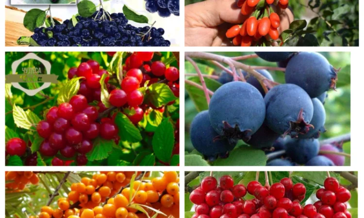 Саженцы груши и айвы: широкий выбор сортов - фото № 7