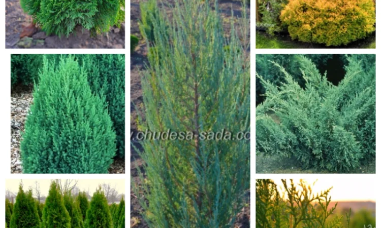 Саженцы груши и айвы: широкий выбор сортов - фото № 8