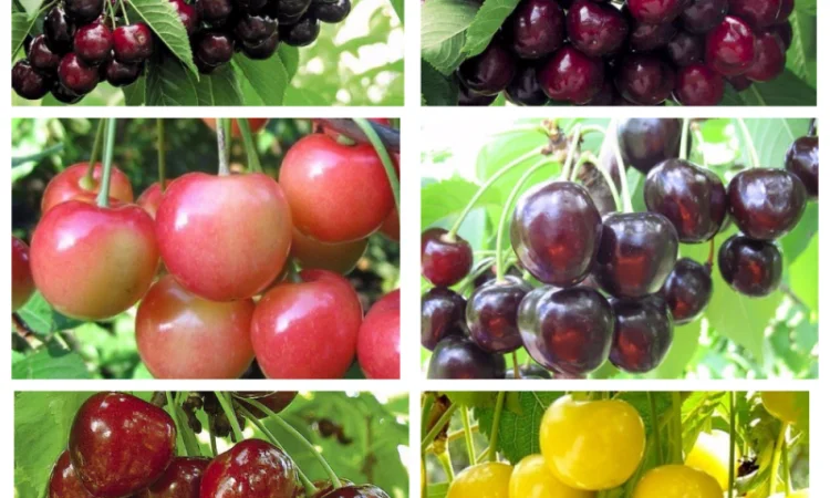 Саженцы груши и айвы: широкий выбор сортов - фото № 9