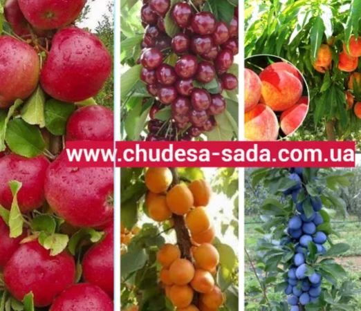 Колоновидные саженцы слив для вашего сада - фото № 8