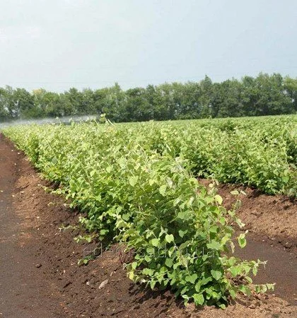 Продам подвой - М 54-118, М-106, айва, абрикос, колт, алыча, магалебка, алыча - фото № 2