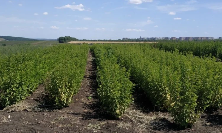 Продам подвой - М 54-118, М-106, айва, абрикос, колт, алыча, магалебка, алыча - фото № 6