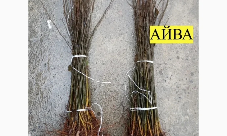 Продам подвой - М 54-118, М-106, айва, абрикос, колт, алыча, магалебка, алыча - фото № 8