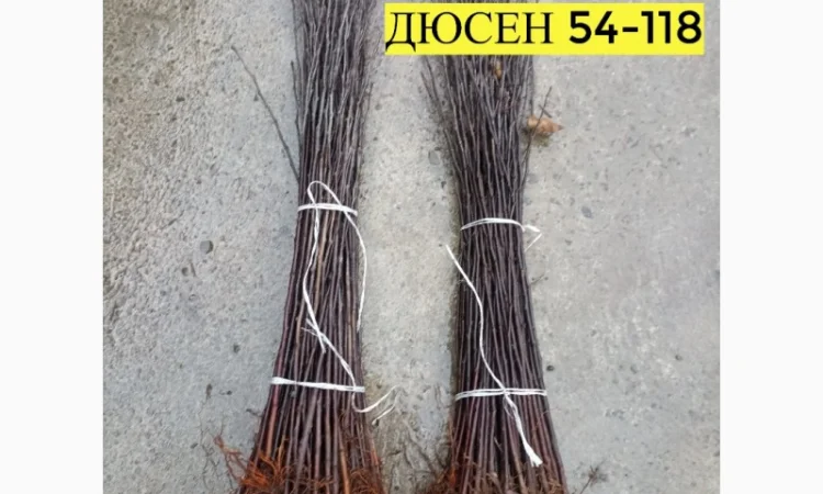 Продам подвой - М 54-118, М-106, айва, абрикос, колт, алыча, магалебка, алыча - фото № 9