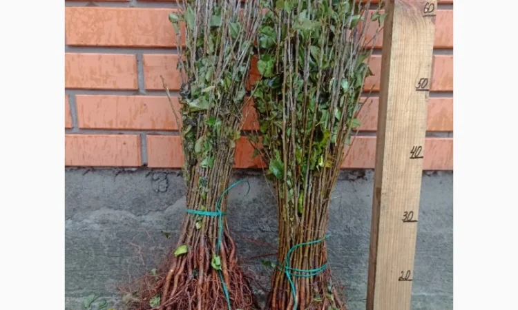 Продам подвой - М 54-118, М-106, айва, абрикос, колт, алыча, магалебка, алыча - фото № 10