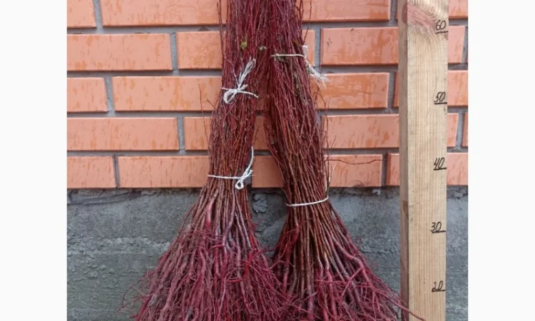 Продам подвой - М 54-118, М-106, айва, абрикос, колт, алыча, магалебка, алыча - фото № 11