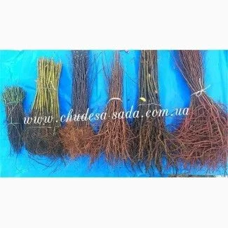 Продам подвой - М 54-118, М-106, айва, абрикос, колт, алыча, магалебка, алыча - фото № 4