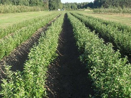 Продам подвой - М 54-118, М-106, айва, абрикос, колт, алыча, магалебка, алыча - фото № 3