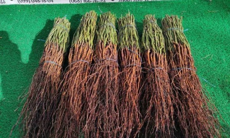 Продам подвой - М 54-118, М-106, айва, абрикос, колт, алыча, магалебка, алыча - фото № 5