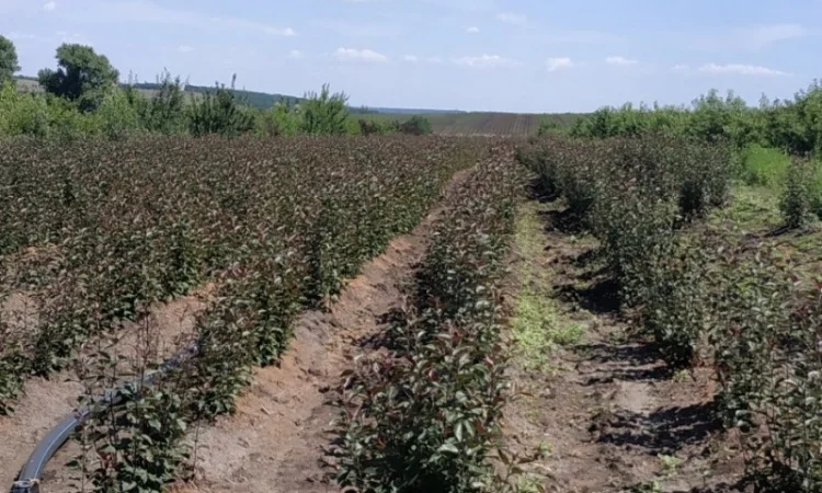 Продам подвой - М 54-118, М-106, айва, абрикос, колт, алыча, магалебка, алыча - фото № 1