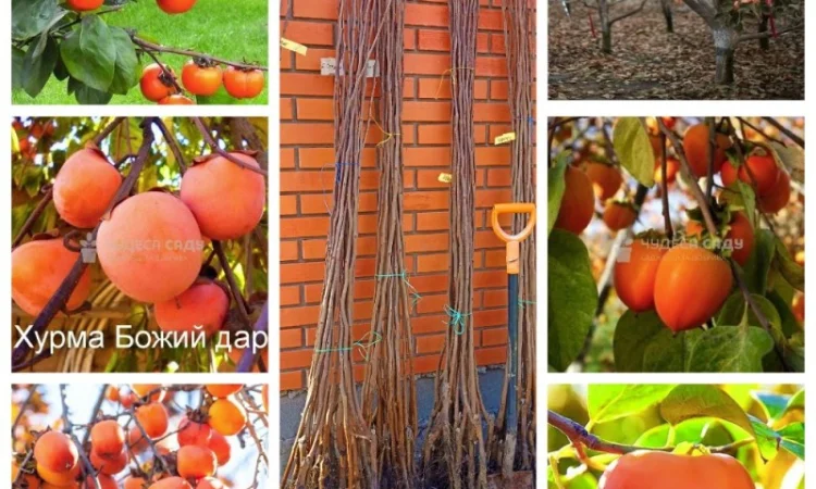 Саджанці хурми морозостійкої - Привитые саженцы хурмы, элитные сорта - фото № 1