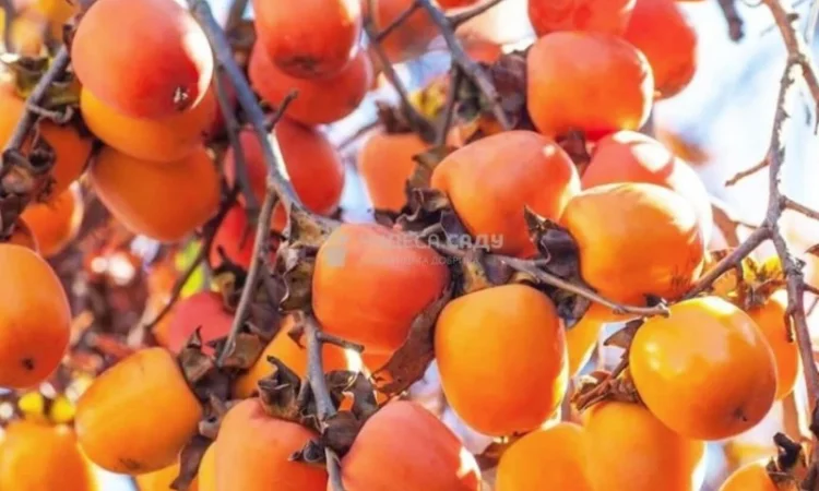 Саджанці хурми морозостійкої - Привитые саженцы хурмы, элитные сорта - фото № 10