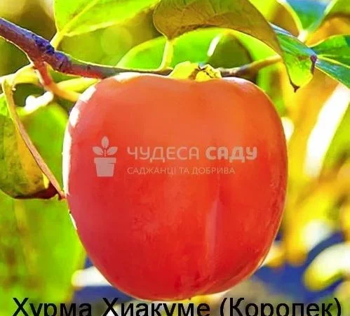 Саджанці хурми морозостійкої - Привитые саженцы хурмы, элитные сорта - фото № 11