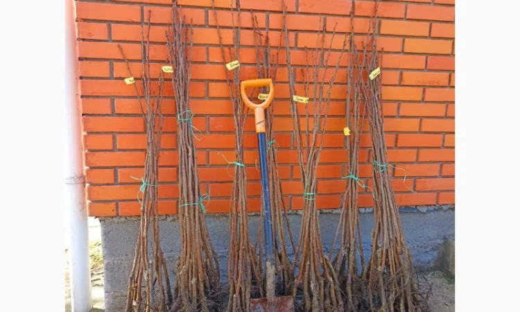 Саджанці хурми морозостійкої - Привитые саженцы хурмы, элитные сорта - фото № 3