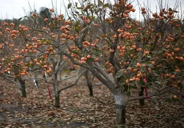 Саджанці хурми морозостійкої - Привитые саженцы хурмы, элитные сорта - фото № 5