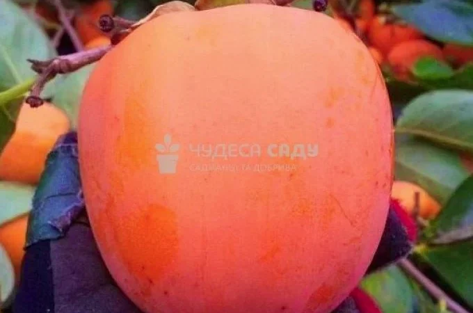 Саджанці хурми морозостійкої - Привитые саженцы хурмы, элитные сорта - фото № 7