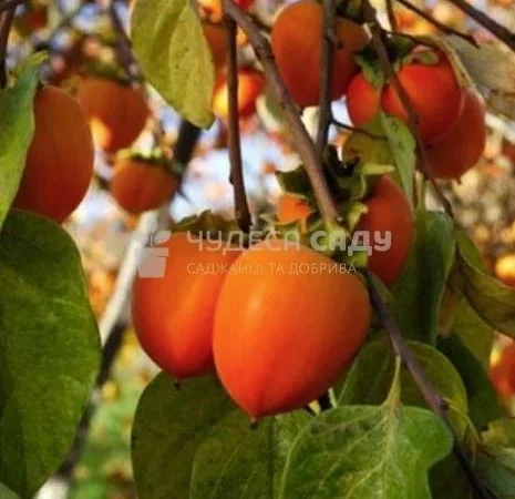 Саджанці хурми морозостійкої - Привитые саженцы хурмы, элитные сорта - фото № 8