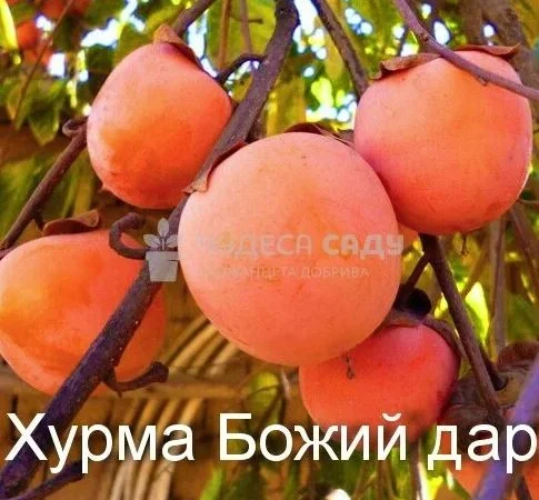 Саджанці хурми морозостійкої - Привитые саженцы хурмы, элитные сорта - фото № 9