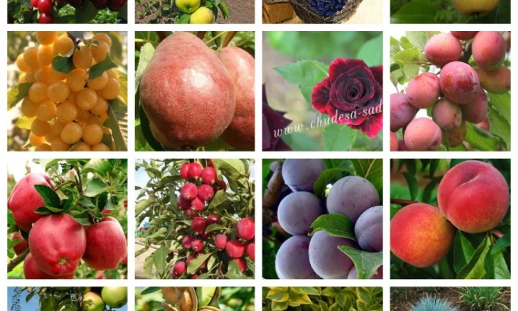 Купить саженцы осень 2024– Большой выбор отборных саженцев, более 1000 сортов Азбука сада - фото № 2