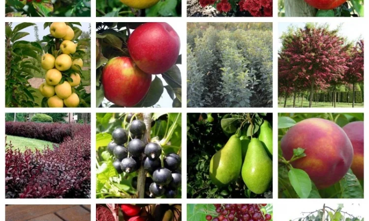 Купить саженцы осень 2024– Большой выбор отборных саженцев, более 1000 сортов Азбука сада - фото № 4