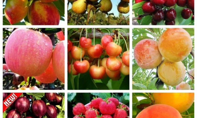 Купить саженцы осень 2024– Большой выбор отборных саженцев, более 1000 сортов Азбука сада - фото № 1