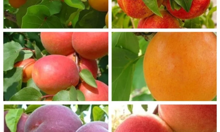 Саженцы крупных сортов абрикоса на весну 2026 года - фото № 2