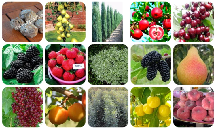 Саженцы крупных сортов абрикоса на весну 2026 года - фото № 9