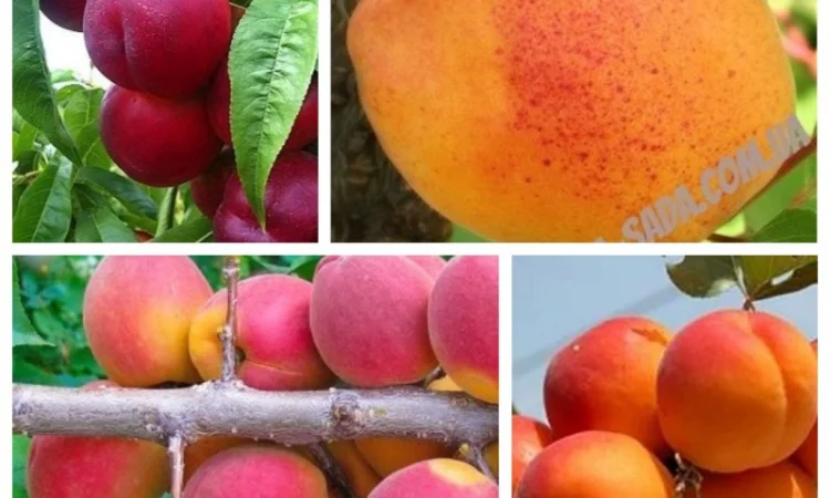 Саженцы крупных сортов абрикоса на весну 2026 года - фото № 3