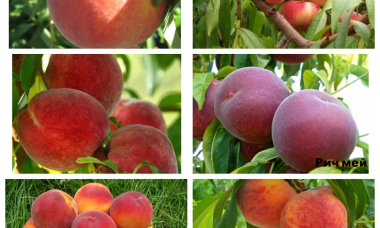 Саженцы крупных сортов абрикоса на весну 2026 года - фото № 1