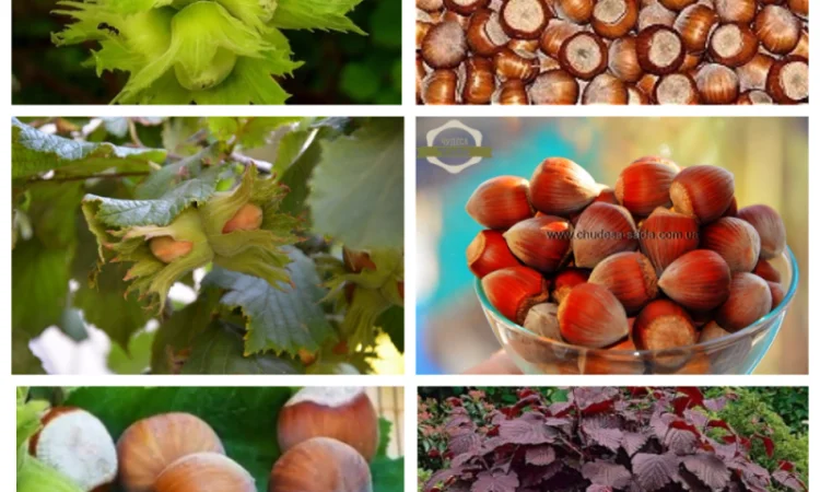 Саженцы крупных сортов абрикоса на весну 2026 года - фото № 5